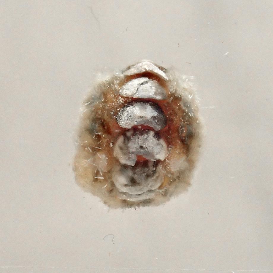 ヒメケハダヒザラガイ樹脂封入標本 M (木製標本箱入り) | 9枚目