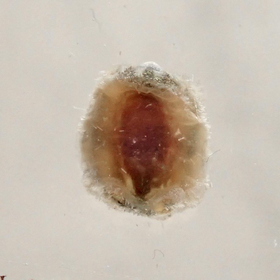 ヒメケハダヒザラガイ樹脂封入標本 M (木製標本箱入り) | 10枚目