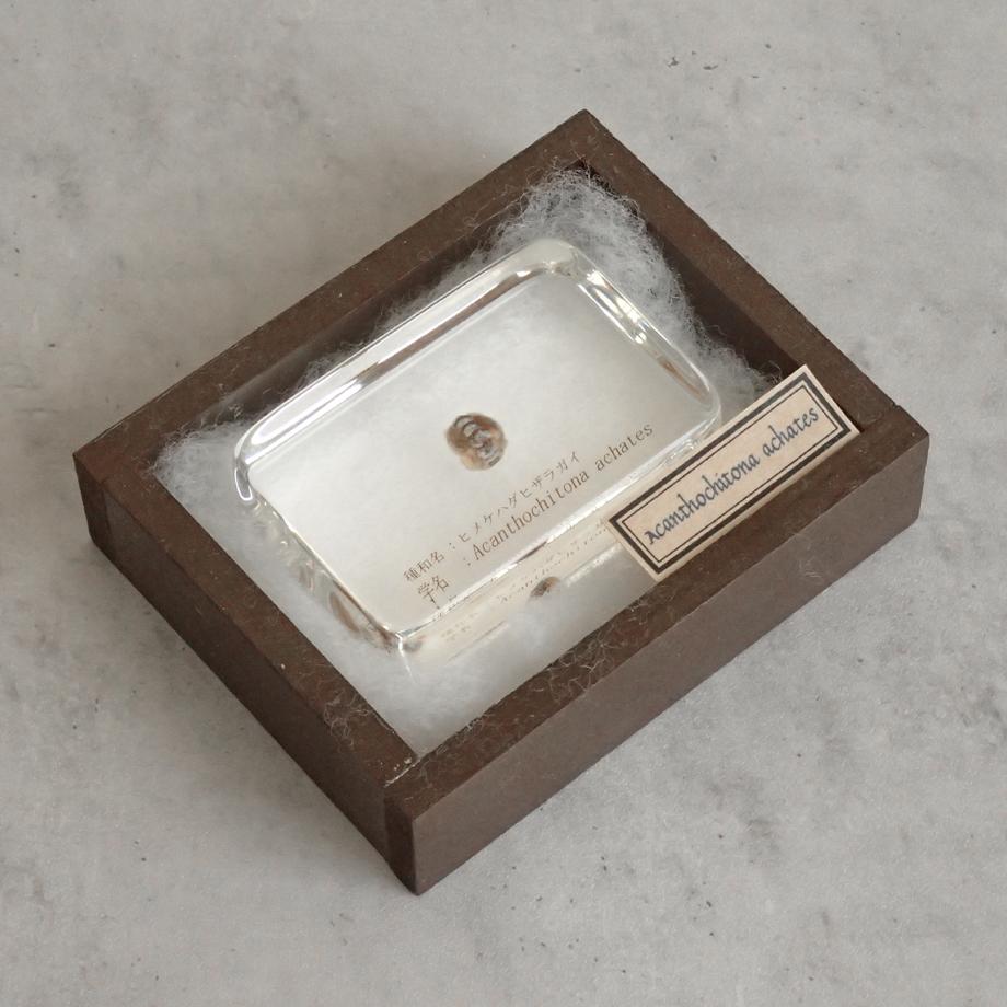 ヒメケハダヒザラガイ樹脂封入標本 M (木製標本箱入り) | 11枚目