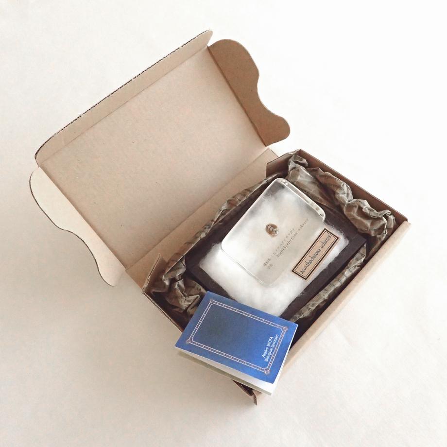 ヒメケハダヒザラガイ樹脂封入標本 M (木製標本箱入り) | 12枚目