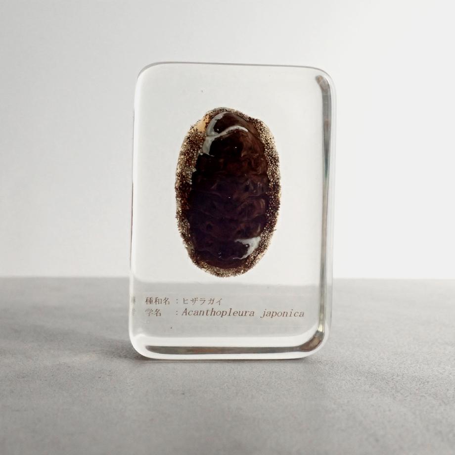 ヒザラガイ樹脂封入標本 M (木製標本箱入り)1枚目の画像