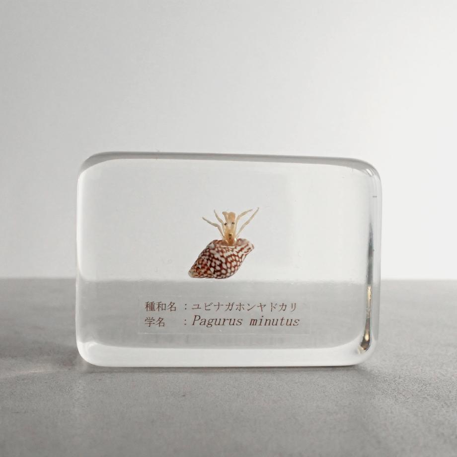 ユビナガホンヤドカリ樹脂封入標本 M (木製標本箱入り)1枚目の画像