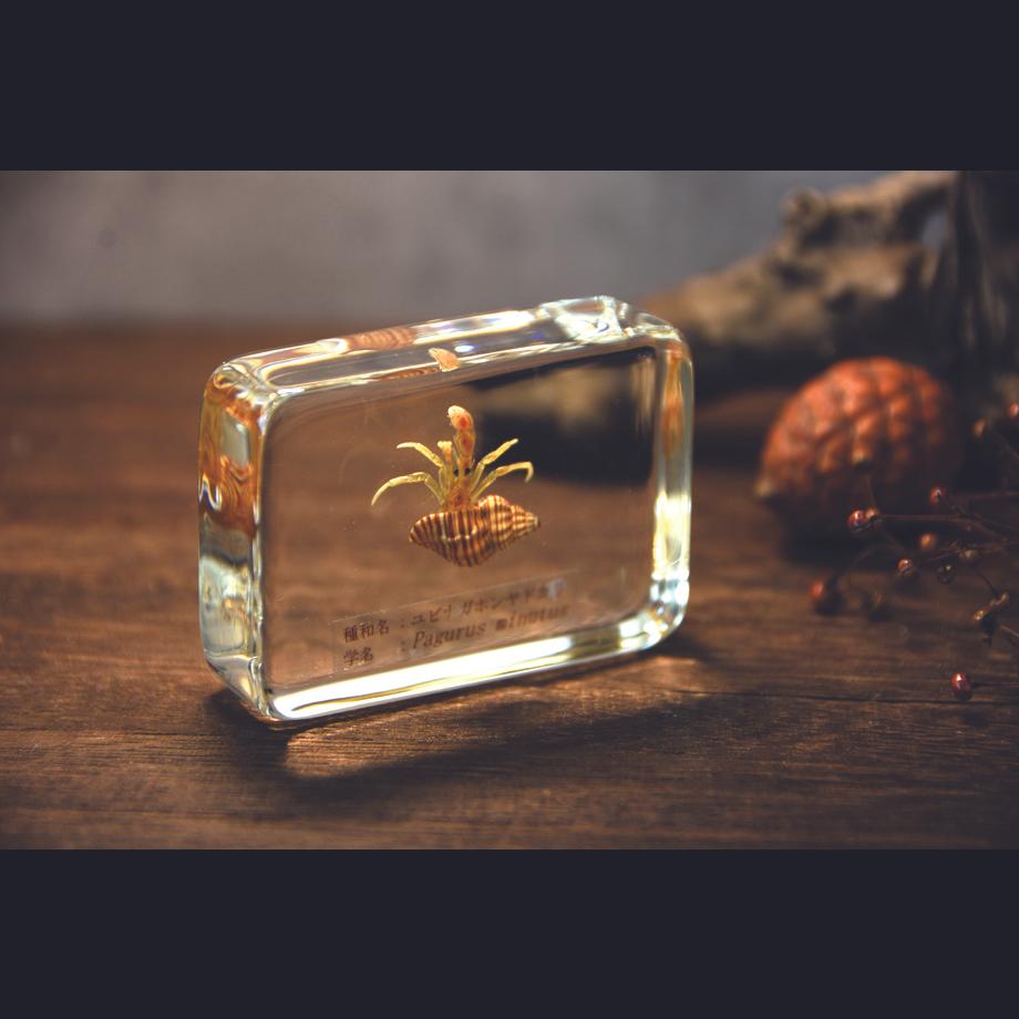 ユビナガホンヤドカリ樹脂封入標本 M (木製標本箱入り) | 14枚目