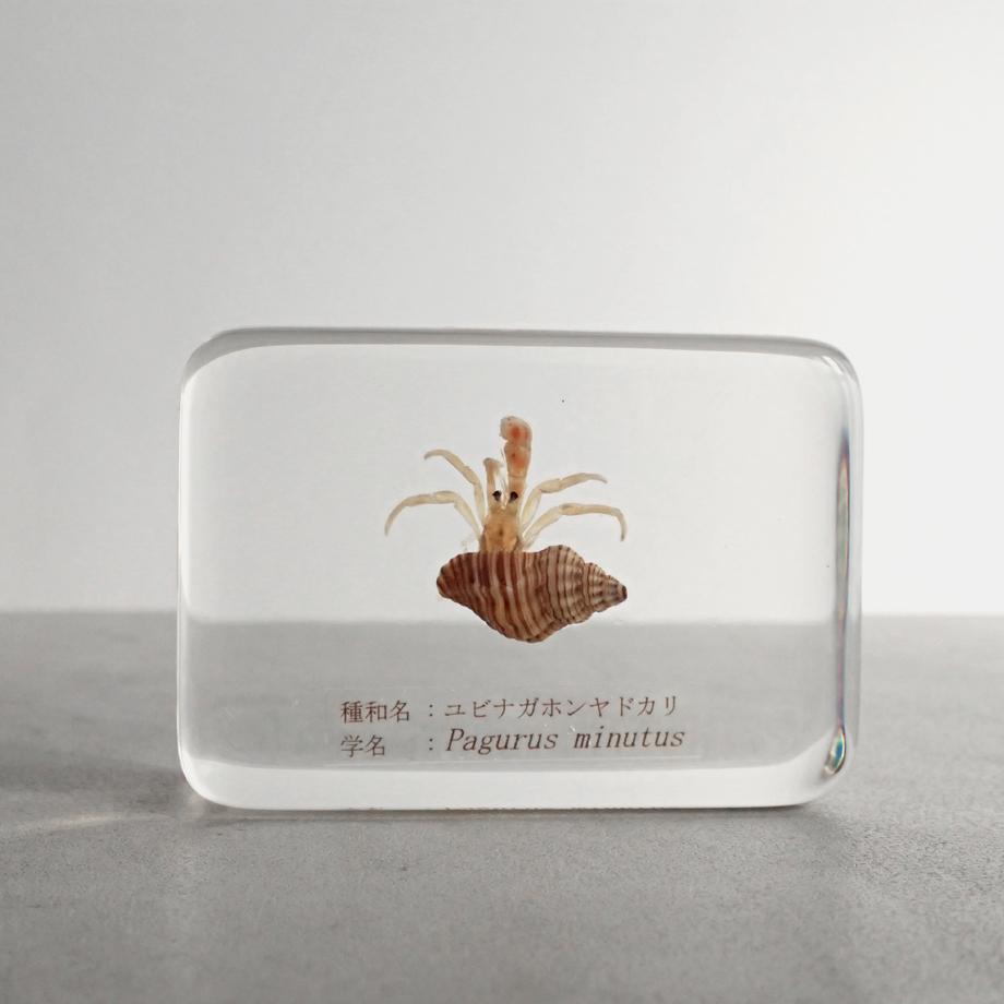 ユビナガホンヤドカリ樹脂封入標本 M (木製標本箱入り)1枚目の画像