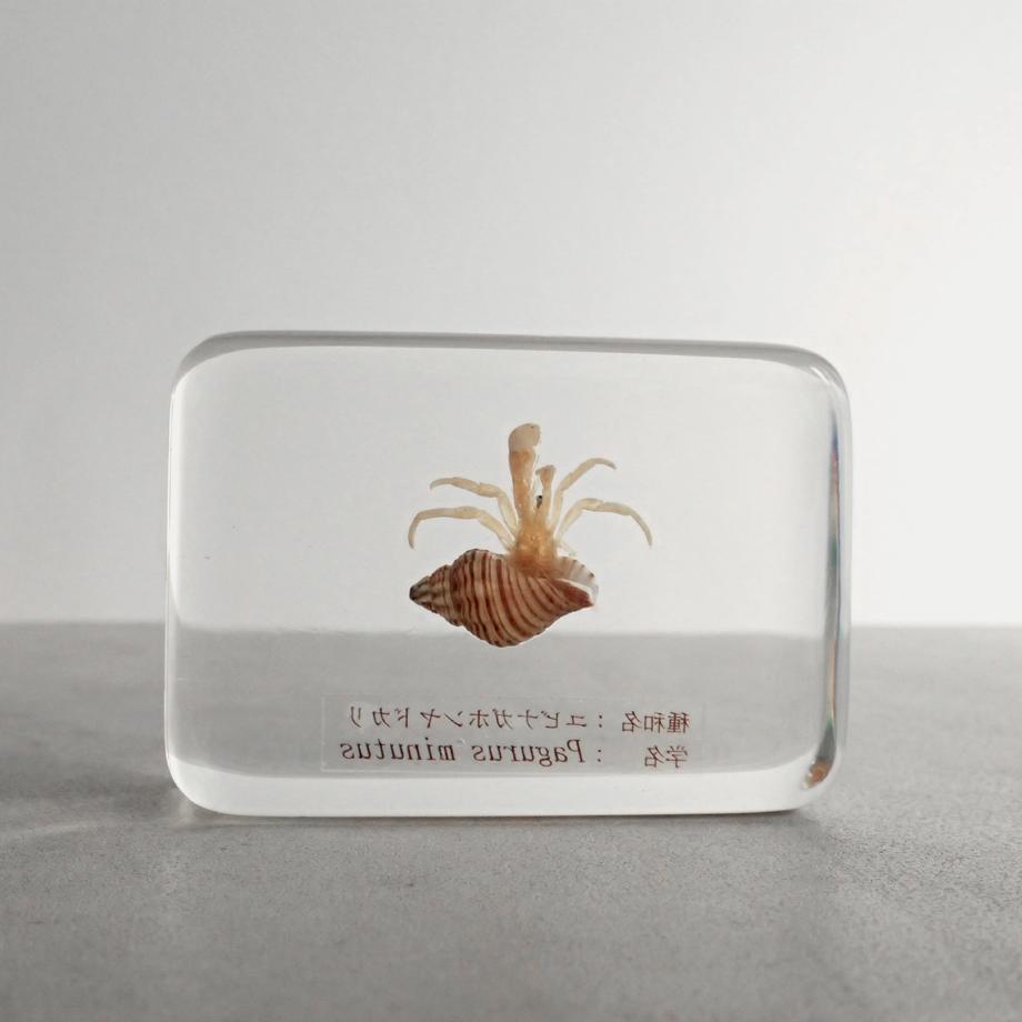 ユビナガホンヤドカリ樹脂封入標本 M (木製標本箱入り) | 2枚目