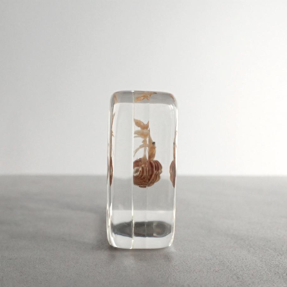 ユビナガホンヤドカリ樹脂封入標本 M (木製標本箱入り) | 3枚目