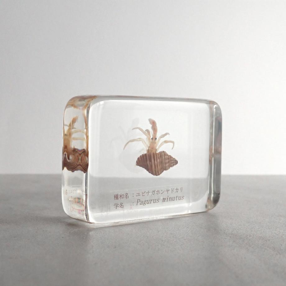 ユビナガホンヤドカリ樹脂封入標本 M (木製標本箱入り) | 4枚目