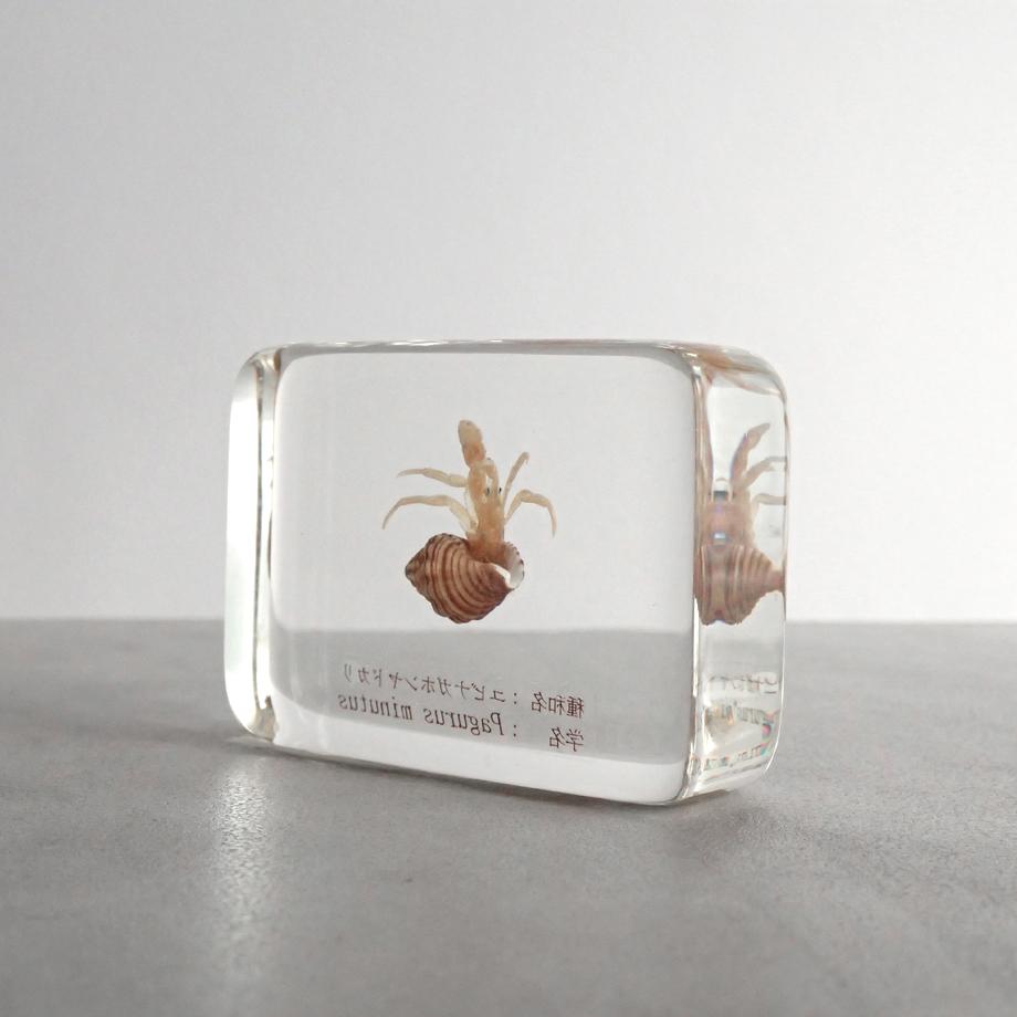 ユビナガホンヤドカリ樹脂封入標本 M (木製標本箱入り) | 5枚目