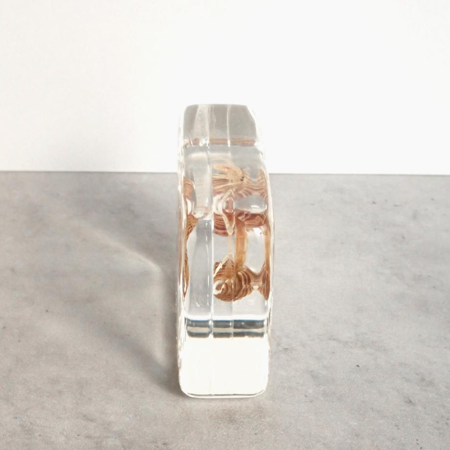 ユビナガホンヤドカリ樹脂封入標本 M (木製標本箱入り) | 6枚目