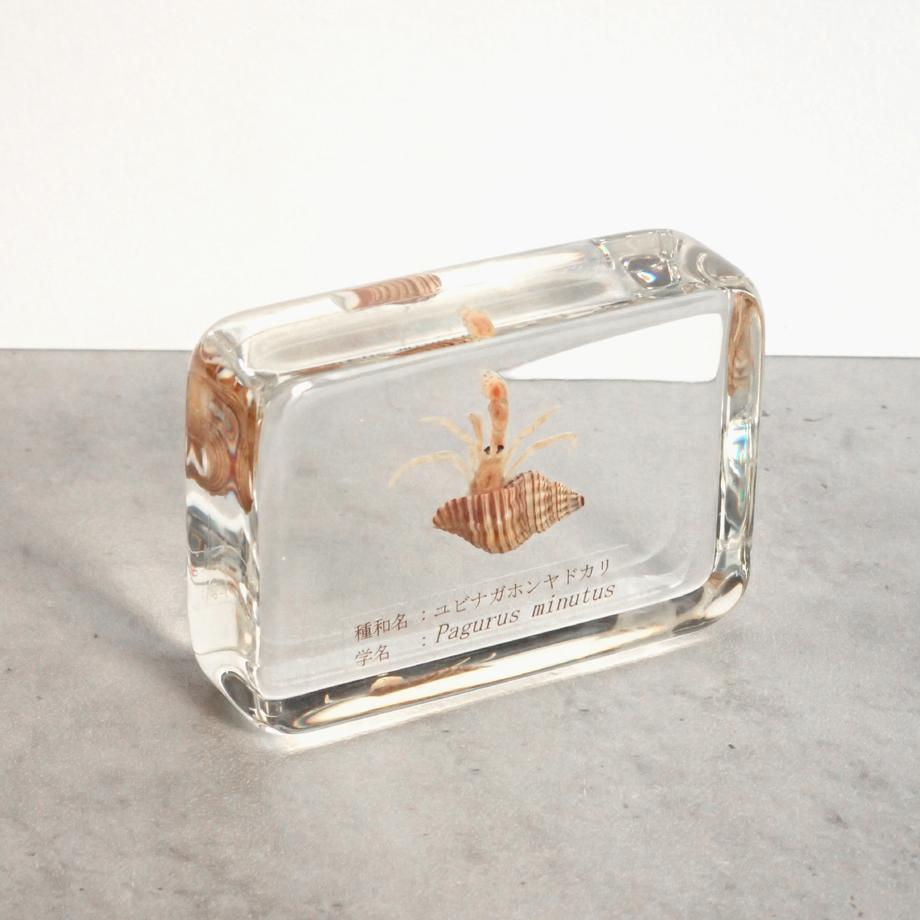 ユビナガホンヤドカリ樹脂封入標本 M (木製標本箱入り) | 7枚目