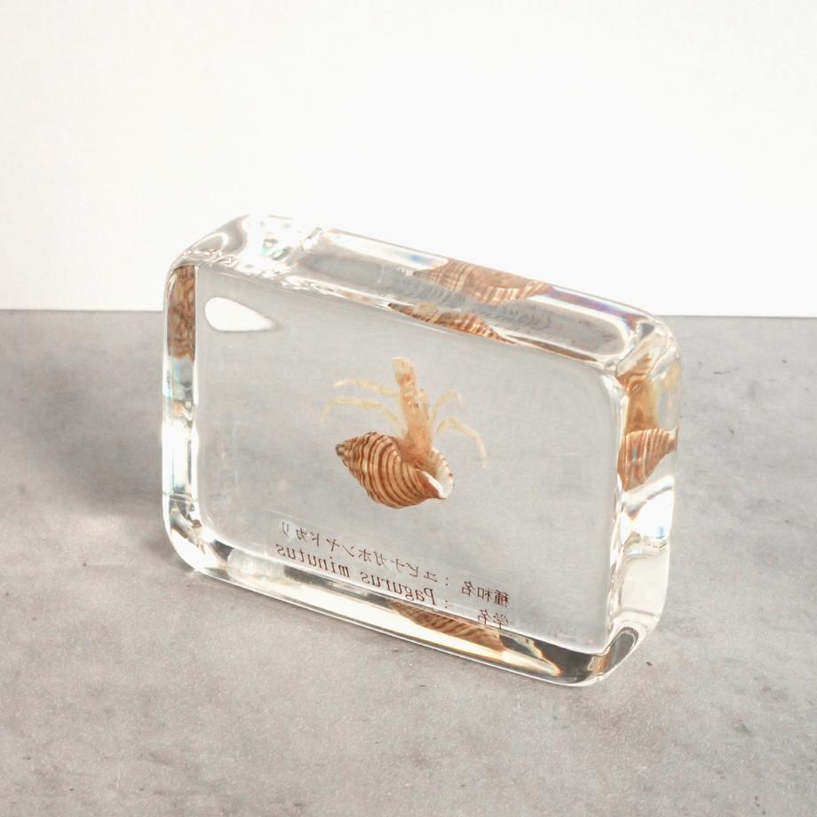 ユビナガホンヤドカリ樹脂封入標本 M (木製標本箱入り) | 8枚目