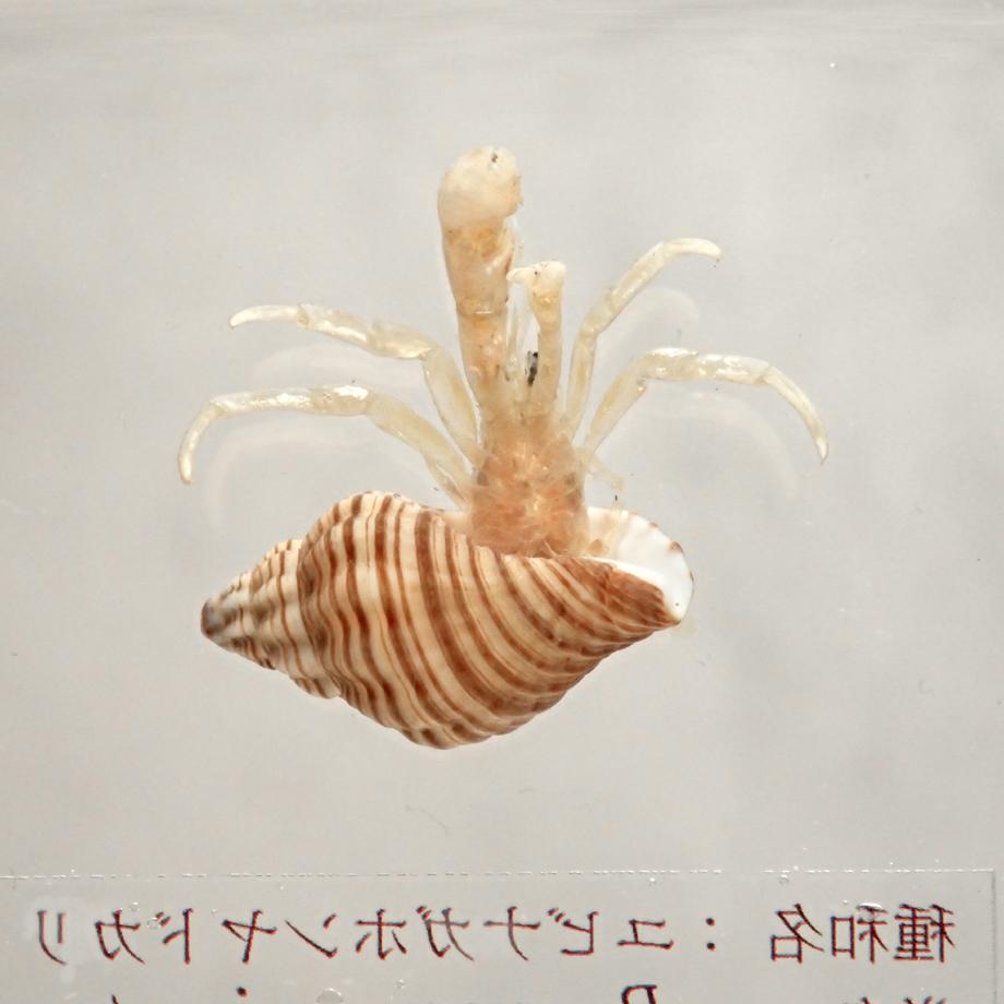 ユビナガホンヤドカリ樹脂封入標本 M (木製標本箱入り) | 10枚目