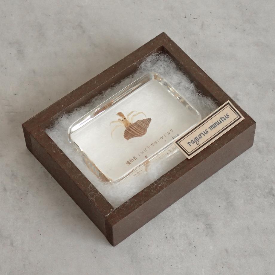 ユビナガホンヤドカリ樹脂封入標本 M (木製標本箱入り) | 11枚目