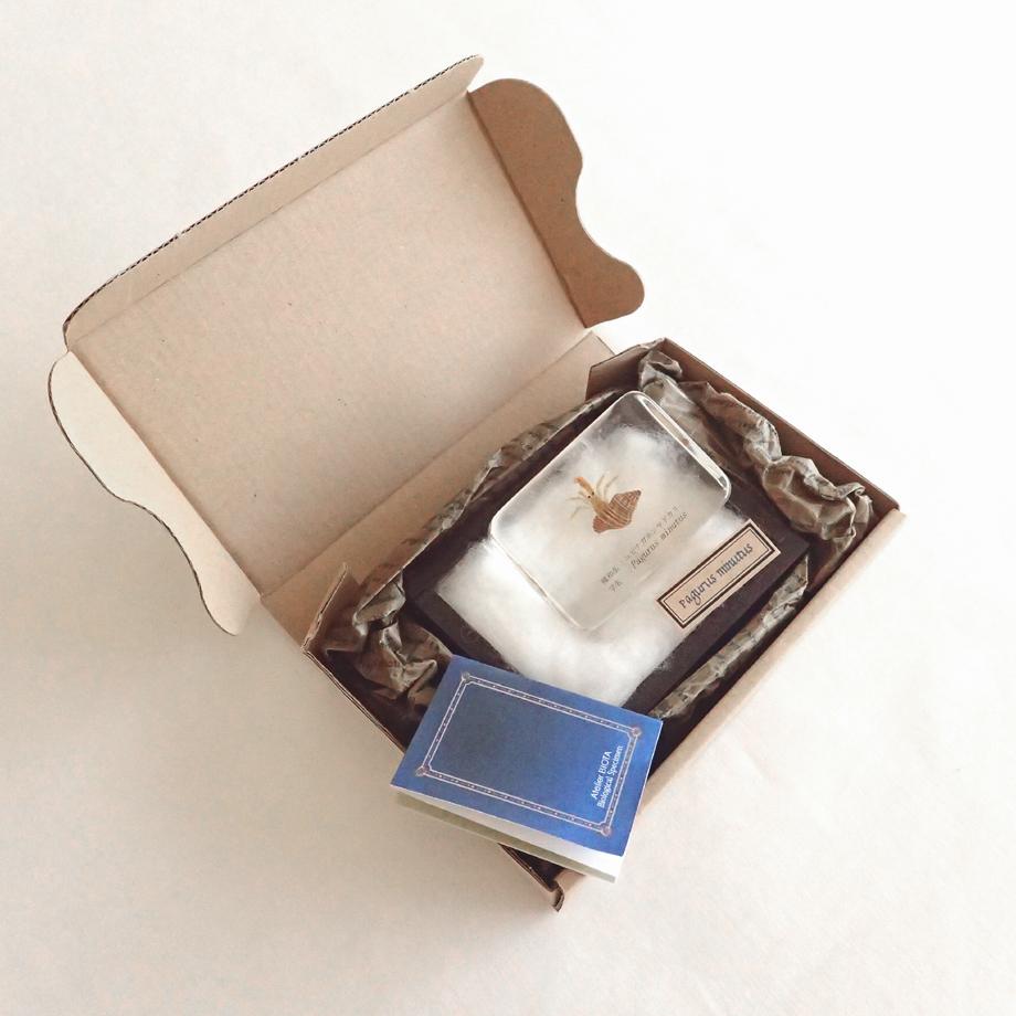 ユビナガホンヤドカリ樹脂封入標本 M (木製標本箱入り) | 12枚目