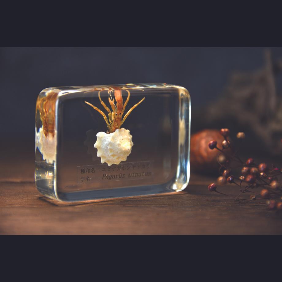 ユビナガホンヤドカリ樹脂封入標本 M (木製標本箱入り) | 14枚目