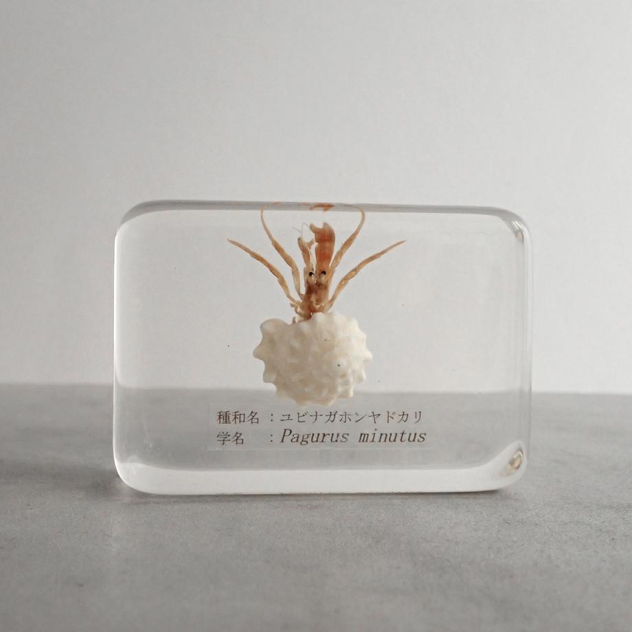 ユビナガホンヤドカリ樹脂封入標本 M (木製標本箱入り)1枚目の画像