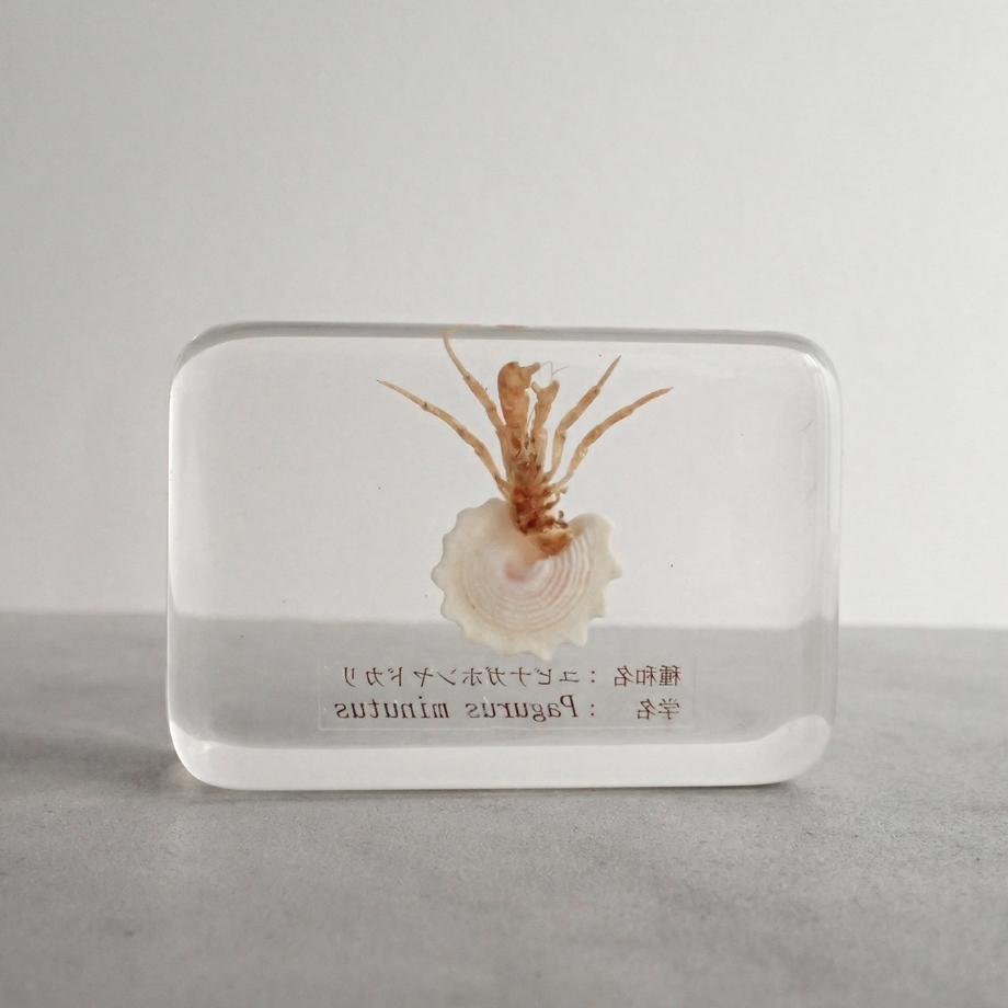 ユビナガホンヤドカリ樹脂封入標本 M (木製標本箱入り) | 2枚目