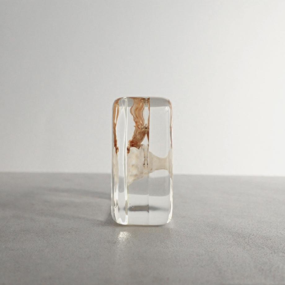 ユビナガホンヤドカリ樹脂封入標本 M (木製標本箱入り) | 3枚目