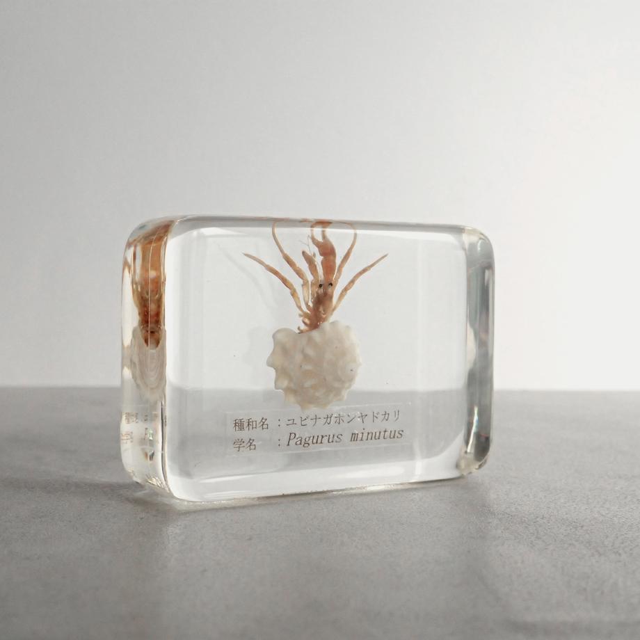 ユビナガホンヤドカリ樹脂封入標本 M (木製標本箱入り) | 4枚目
