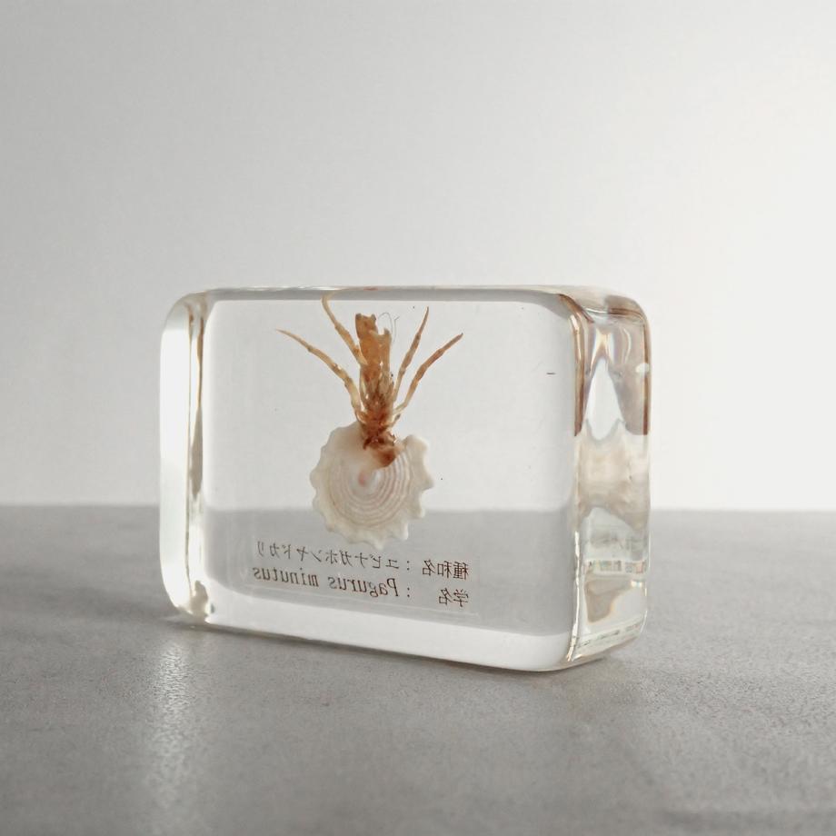ユビナガホンヤドカリ樹脂封入標本 M (木製標本箱入り) | 5枚目