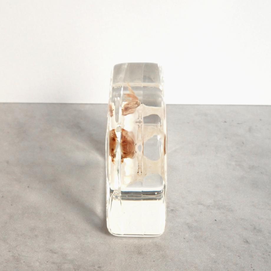 ユビナガホンヤドカリ樹脂封入標本 M (木製標本箱入り) | 6枚目