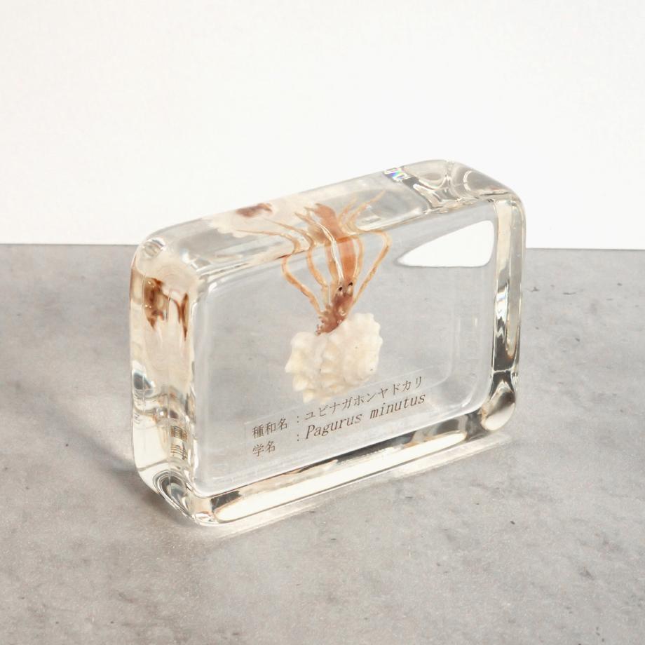 ユビナガホンヤドカリ樹脂封入標本 M (木製標本箱入り) | 7枚目