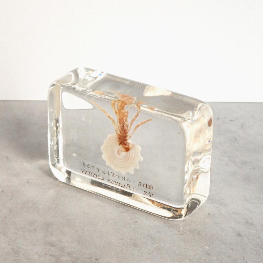 ユビナガホンヤドカリ樹脂封入標本 M (木製標本箱入り) | 8枚目