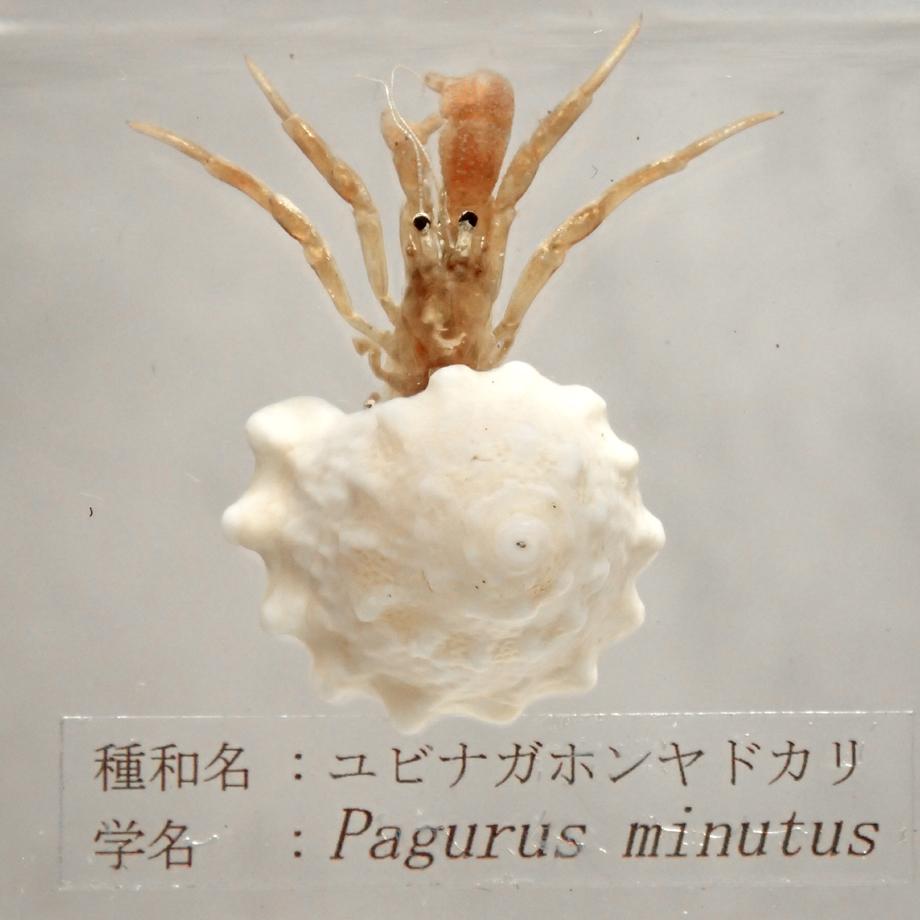 ユビナガホンヤドカリ樹脂封入標本 M (木製標本箱入り) | 9枚目