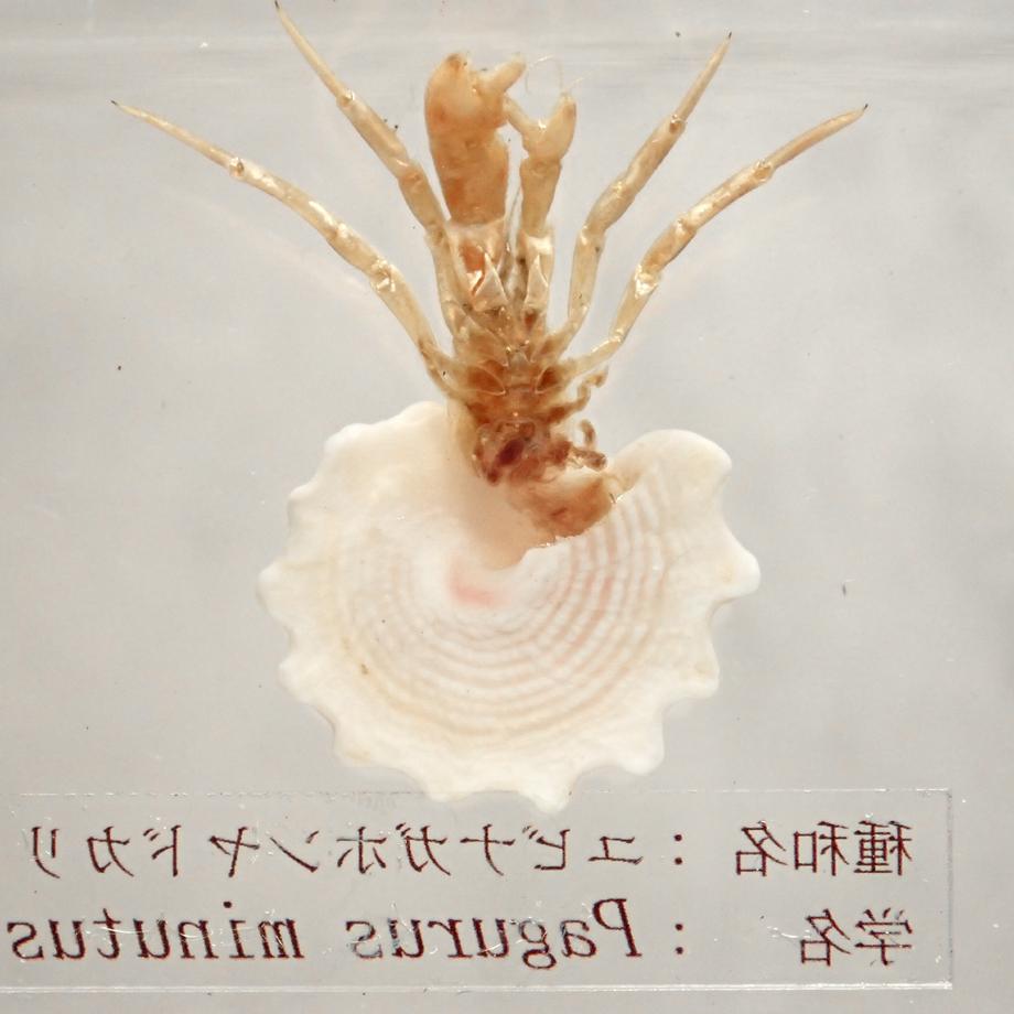 ユビナガホンヤドカリ樹脂封入標本 M (木製標本箱入り) | 10枚目