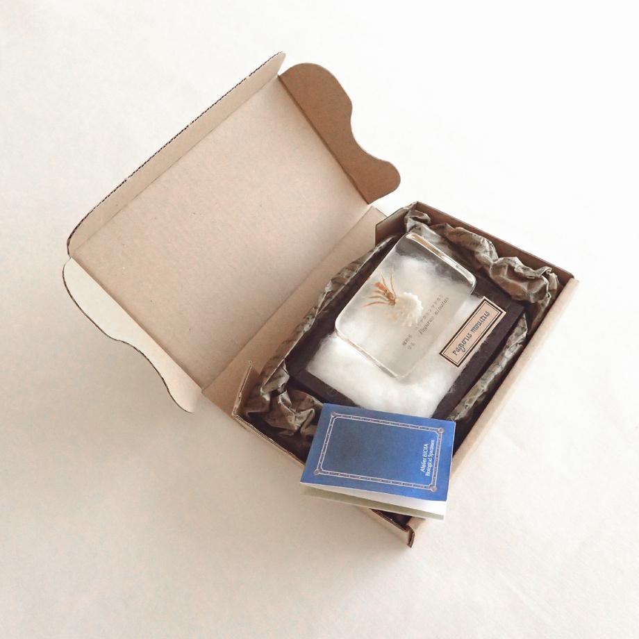 ユビナガホンヤドカリ樹脂封入標本 M (木製標本箱入り) | 12枚目