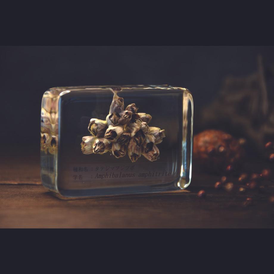 タテジマフジツボ樹脂封入標本 M (木製標本箱入り) | 18枚目