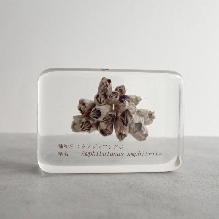 タテジマフジツボ樹脂封入標本 M (木製標本箱入り) | 5枚目