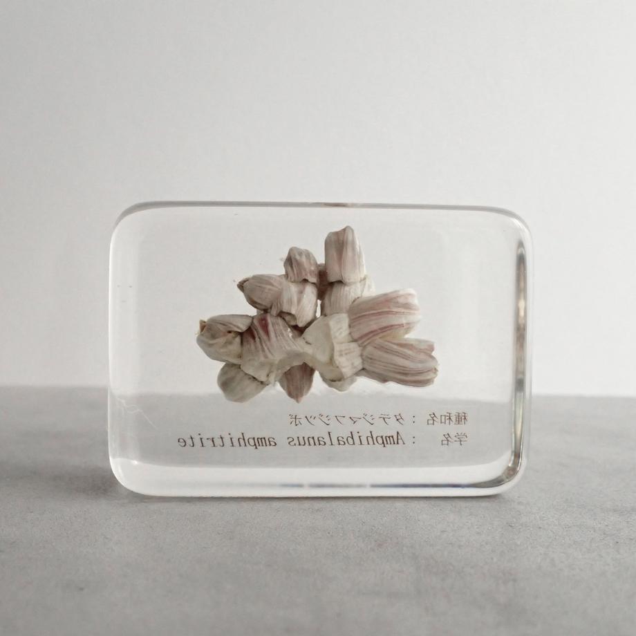 タテジマフジツボ樹脂封入標本 M (木製標本箱入り) | 6枚目