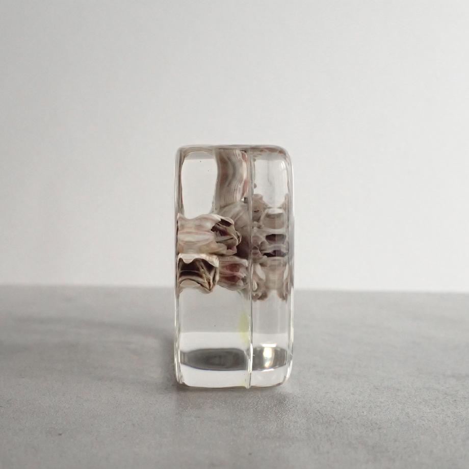 タテジマフジツボ樹脂封入標本 M (木製標本箱入り) | 7枚目