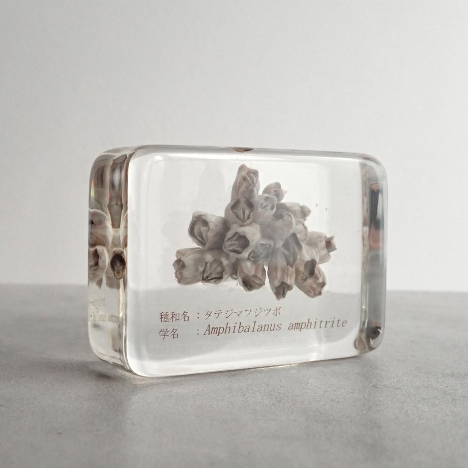 タテジマフジツボ樹脂封入標本 M (木製標本箱入り) | 8枚目