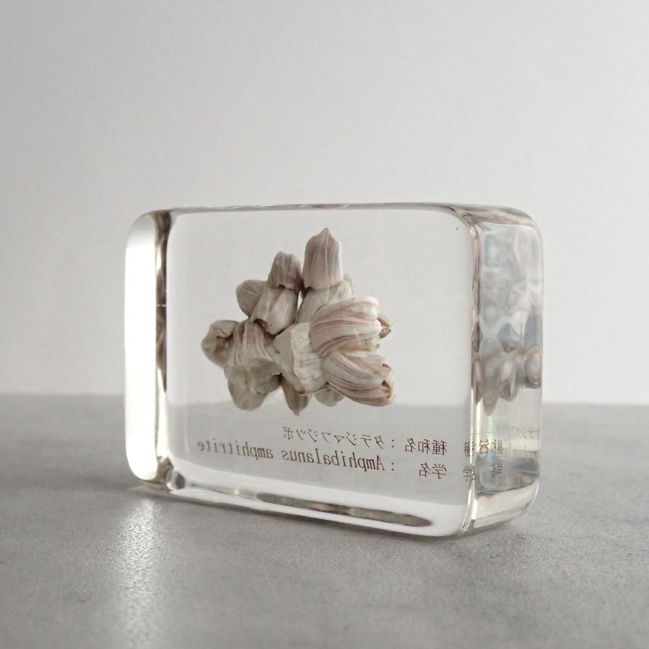 タテジマフジツボ樹脂封入標本 M (木製標本箱入り) | 9枚目