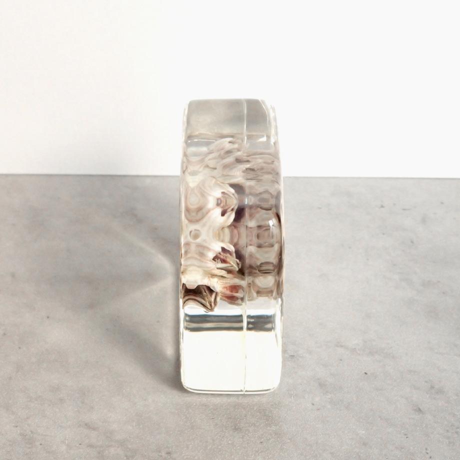 タテジマフジツボ樹脂封入標本 M (木製標本箱入り) | 10枚目