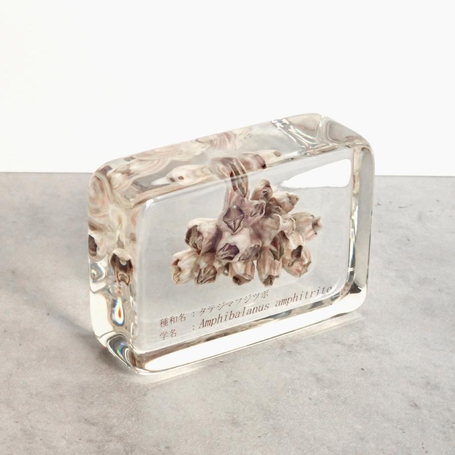 タテジマフジツボ樹脂封入標本 M (木製標本箱入り) | 11枚目