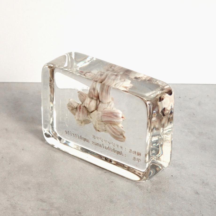 タテジマフジツボ樹脂封入標本 M (木製標本箱入り) | 12枚目