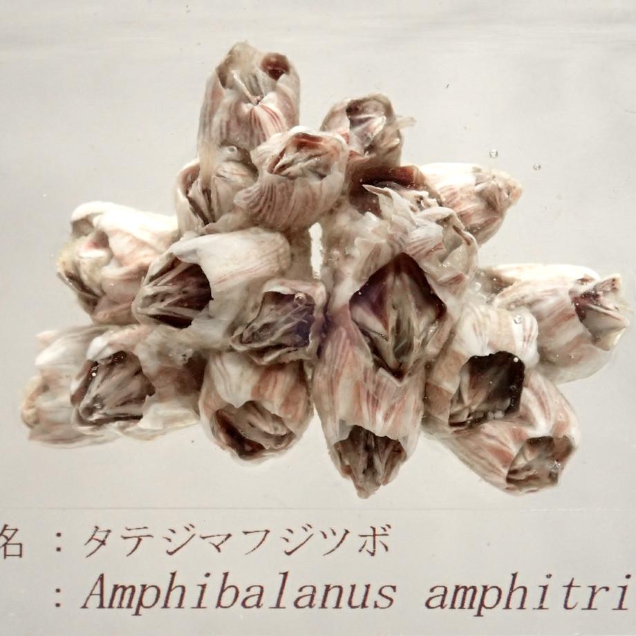 タテジマフジツボ樹脂封入標本 M (木製標本箱入り) | 13枚目