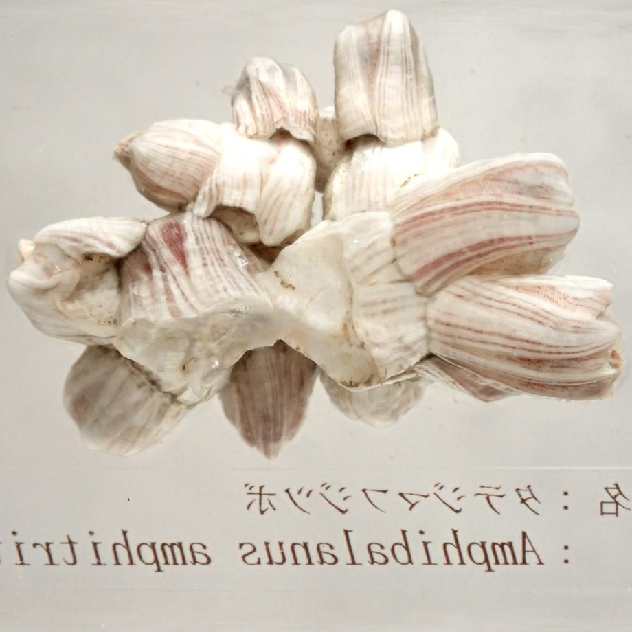 タテジマフジツボ樹脂封入標本 M (木製標本箱入り) | 14枚目