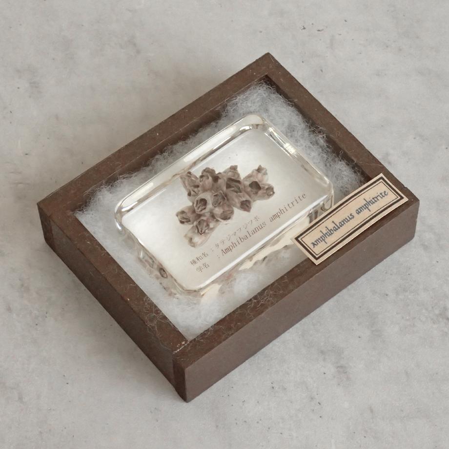 タテジマフジツボ樹脂封入標本 M (木製標本箱入り) | 15枚目