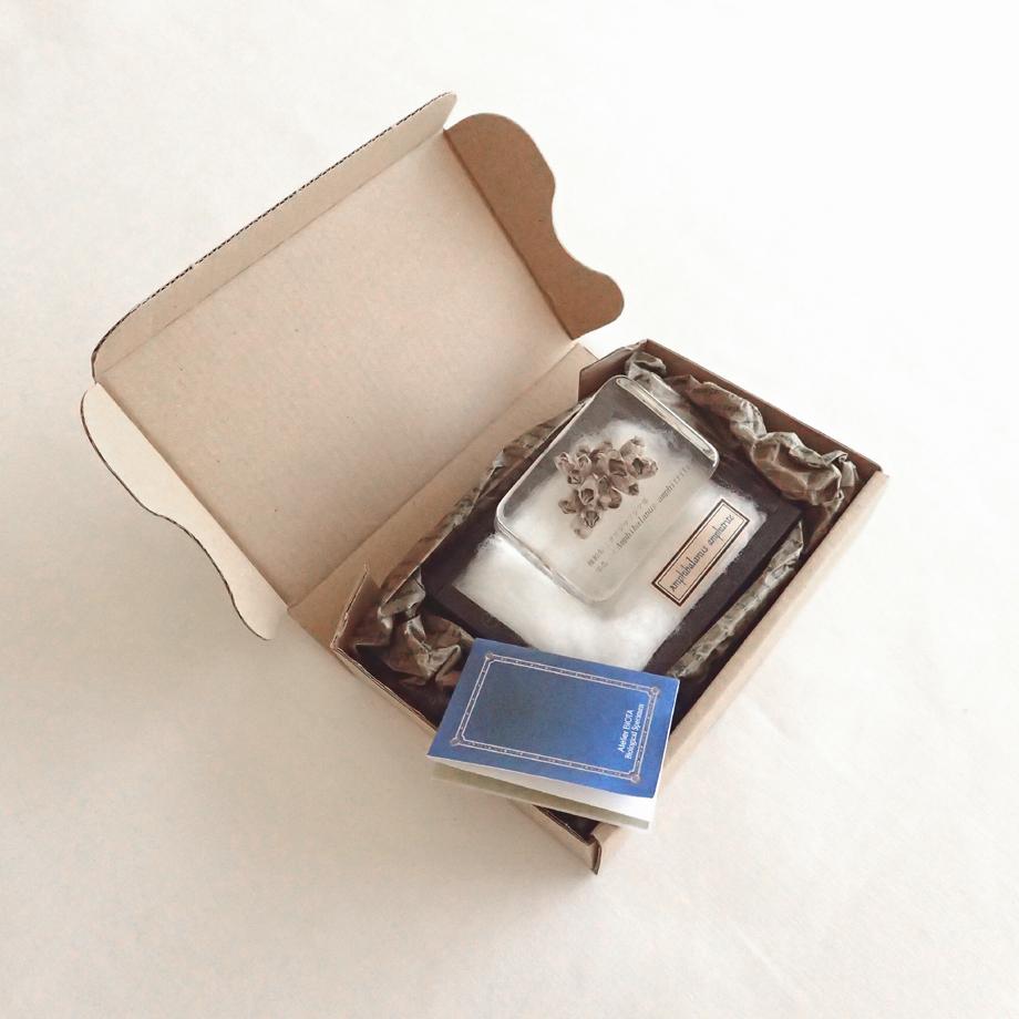 タテジマフジツボ樹脂封入標本 M (木製標本箱入り) | 16枚目