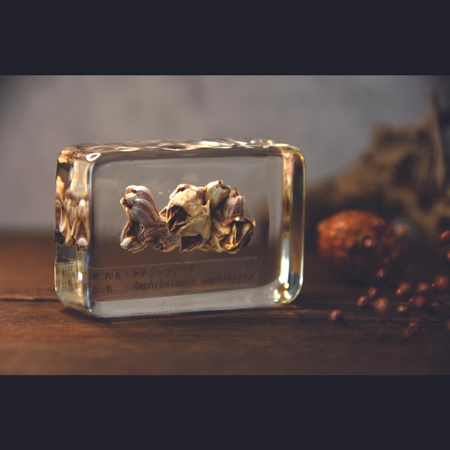 タテジマフジツボ樹脂封入標本 M (木製標本箱入り) | 14枚目