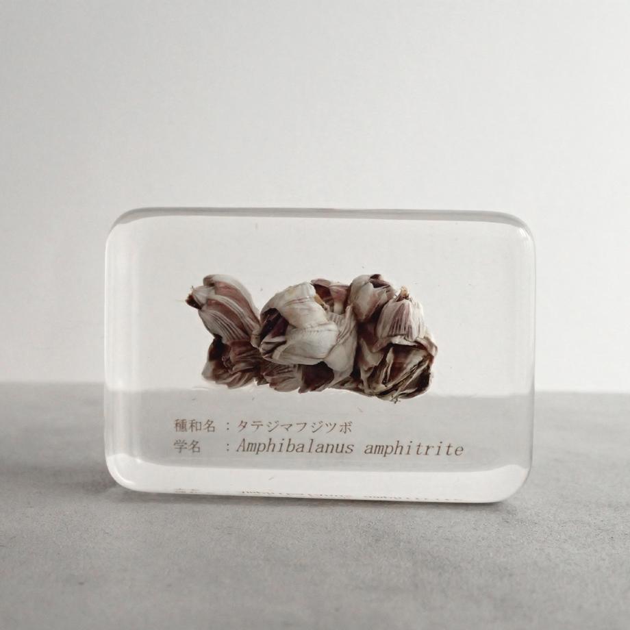 タテジマフジツボ樹脂封入標本 M (木製標本箱入り)1枚目の画像