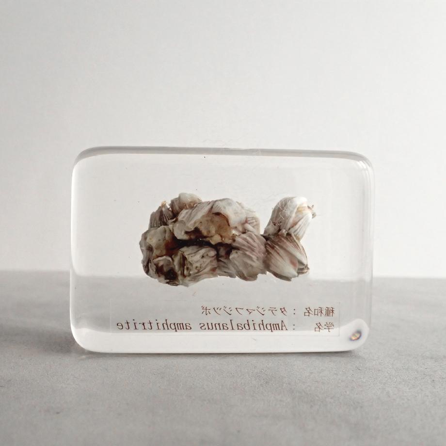 タテジマフジツボ樹脂封入標本 M (木製標本箱入り) | 2枚目