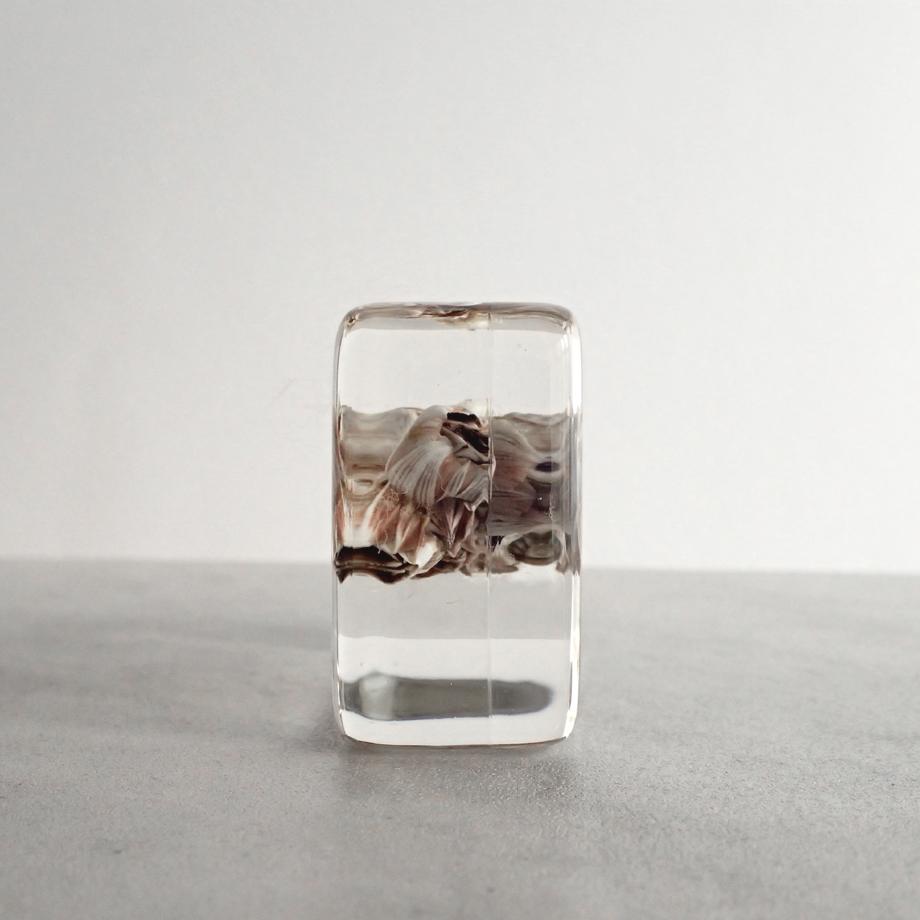 タテジマフジツボ樹脂封入標本 M (木製標本箱入り) | 3枚目