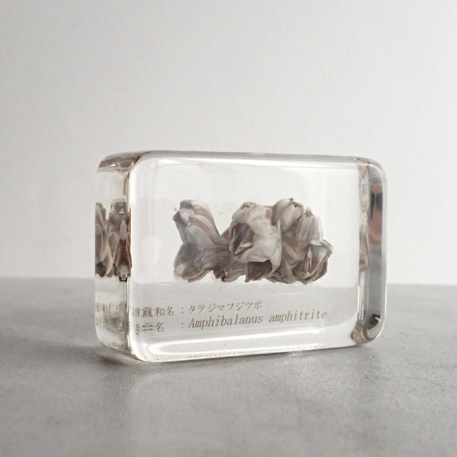 タテジマフジツボ樹脂封入標本 M (木製標本箱入り) | 4枚目