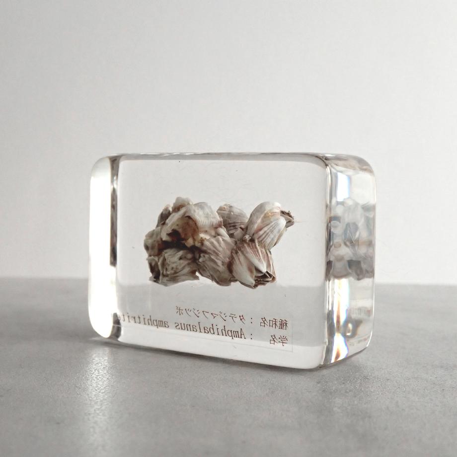 タテジマフジツボ樹脂封入標本 M (木製標本箱入り) | 5枚目