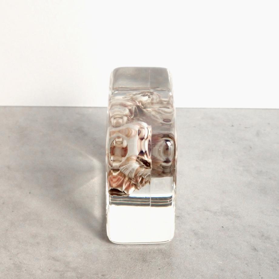 タテジマフジツボ樹脂封入標本 M (木製標本箱入り) | 6枚目